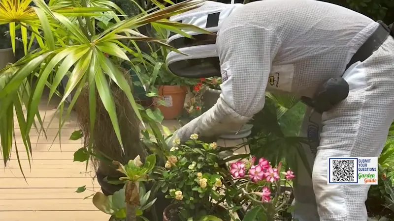 Story image: Garden Guide: How to get rid of a yellow jacket nest