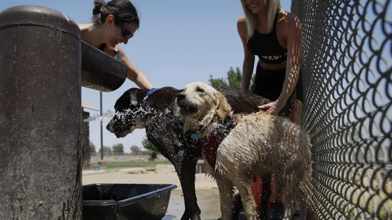 Story image: 12 tips to help keep your pets cool during the dog days of summer