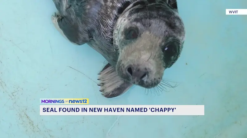 Story image: Public picks 'Chappy' for seal found on New Haven street