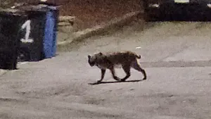 Caught on camera: Bobcat spotted in residential area of Yonkers