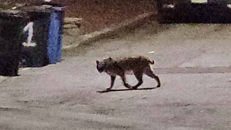 Story image: Caught on camera: Bobcat spotted in residential area of Yonkers