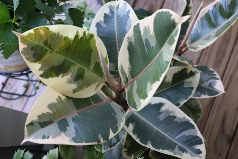 Ficus Tineke.jpg
