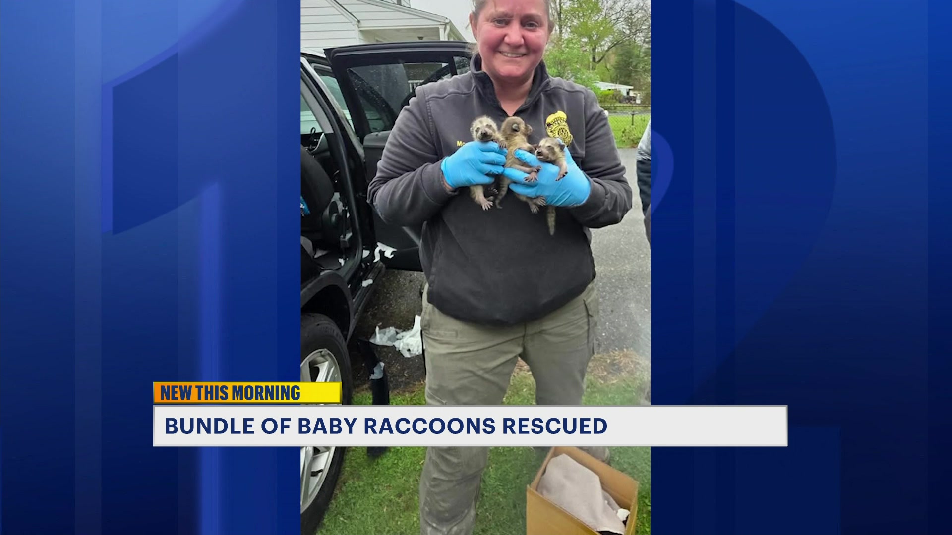 Raccoons_2026-05-01-07-29-38