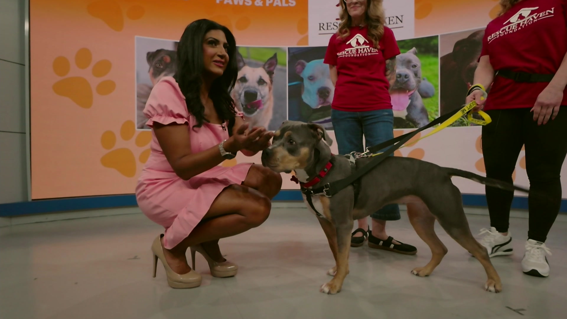 PawsAndPals0605NJTA_2026-06-05-08-53-31