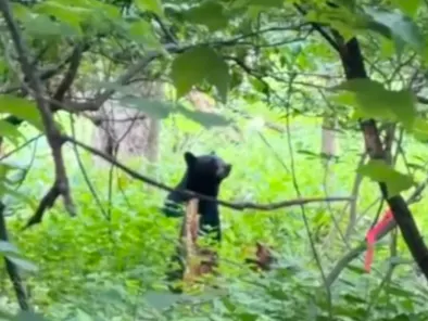 Black bear
