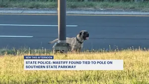 Mastiff found tied to light pole on Southern State Parkway