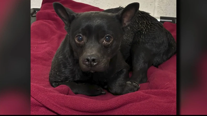 Story image: Milford firefighters rescue dog from marsh, hope to find its home