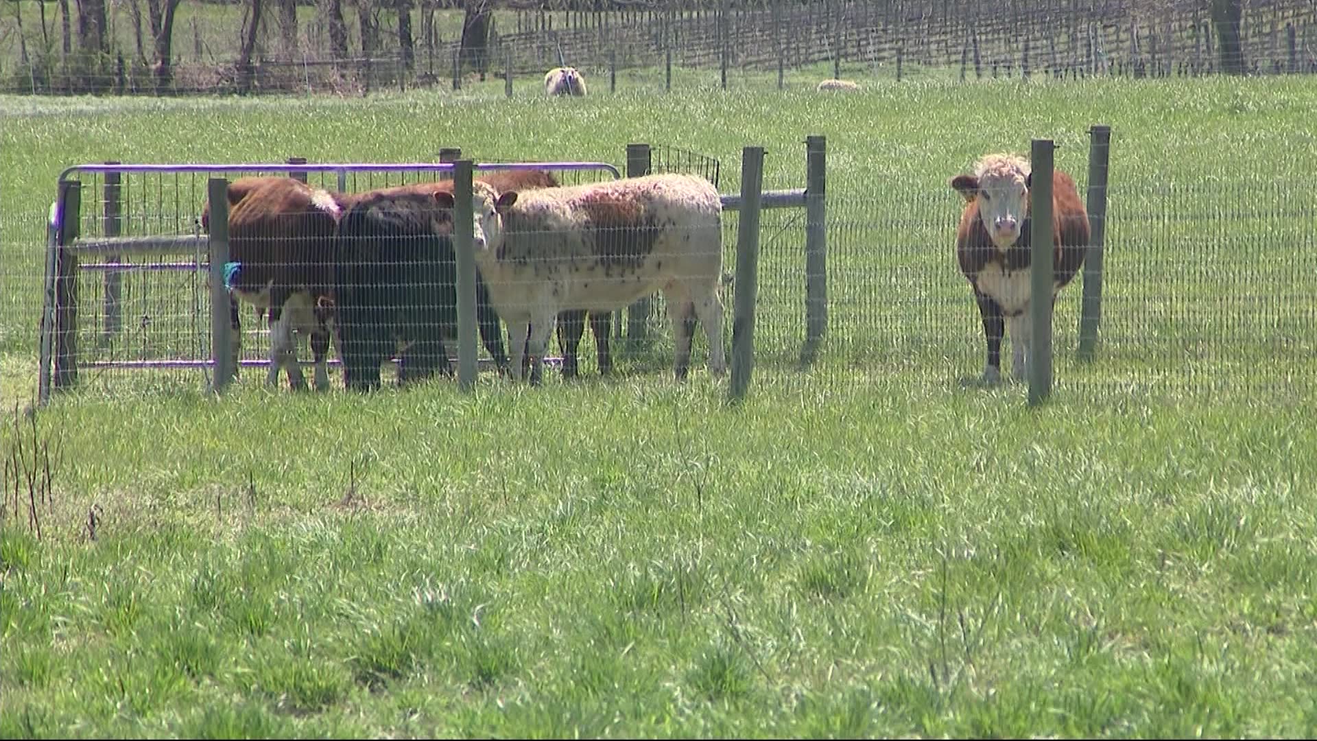 East End 8 Hands Farm in Cutchogue