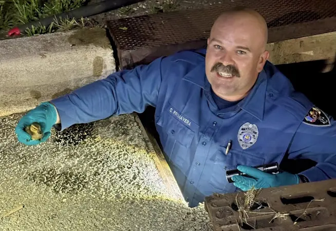 Story image: Lacey police quack the case of the storm drain ducklings
