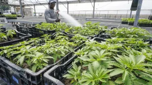 Recreational cannabis in Connecticut rakes in millions of dollars in sales