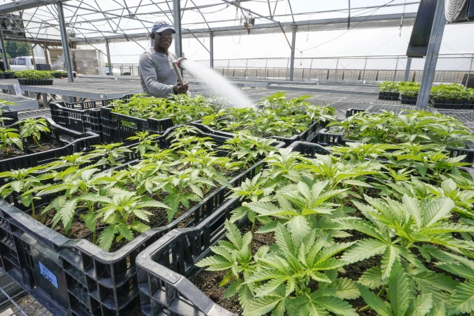 Story image: Recreational cannabis in Connecticut rakes in millions of dollars in sales