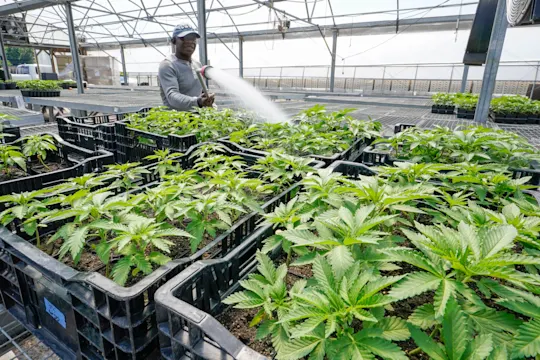 New York Marijuana