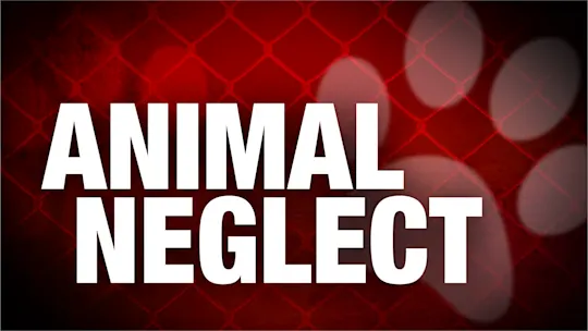 animal neglect