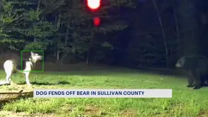 Caught on camera: Family's dog fends off bear in Sullivan County