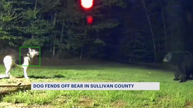 Story image: Caught on camera: Family's dog fends off bear in Sullivan County