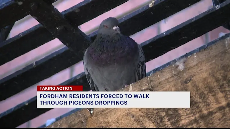 Story image: Tenants dodge pigeon poop at Fordham apartment building