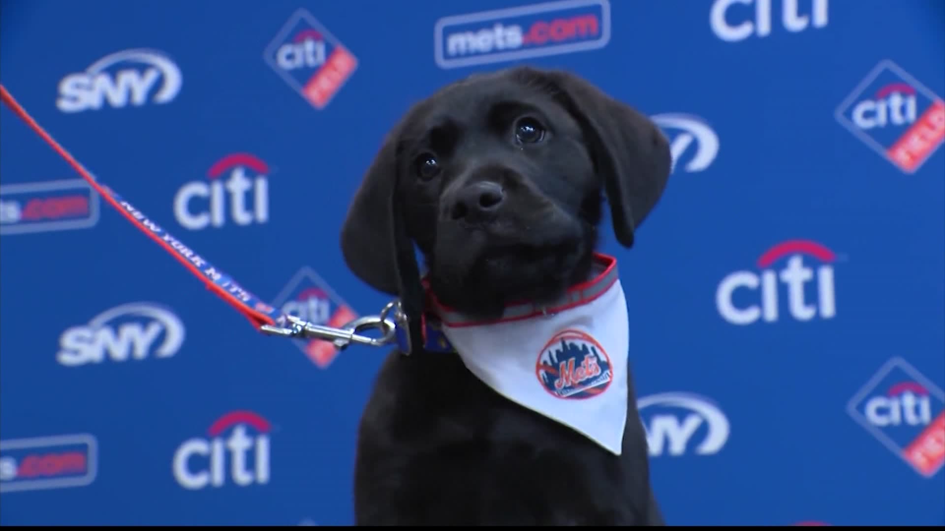 Vote on the name of the new service dog of the New York Mets