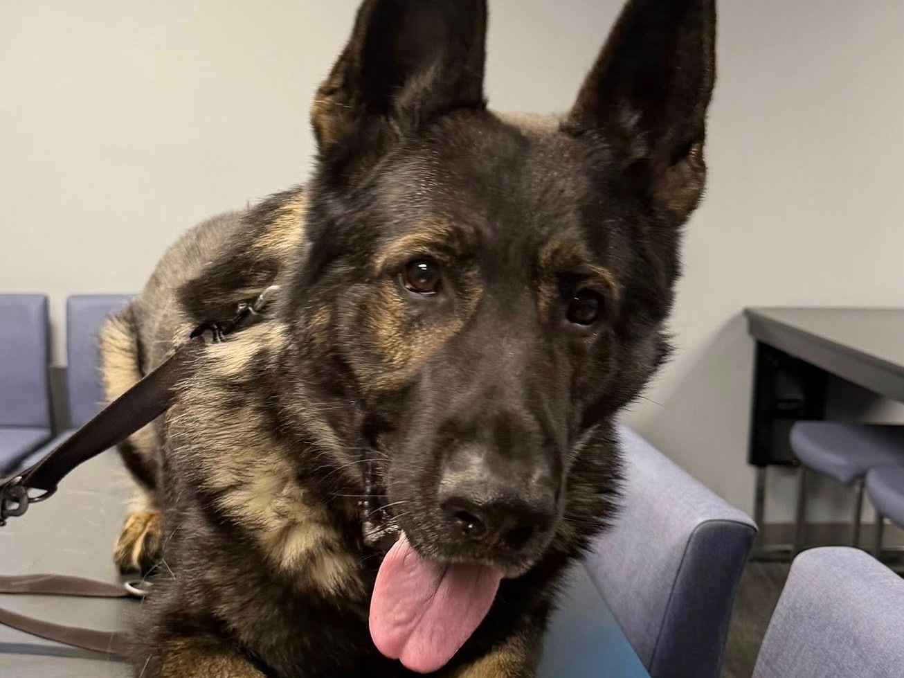 WASHINGTON TWP K9 TN