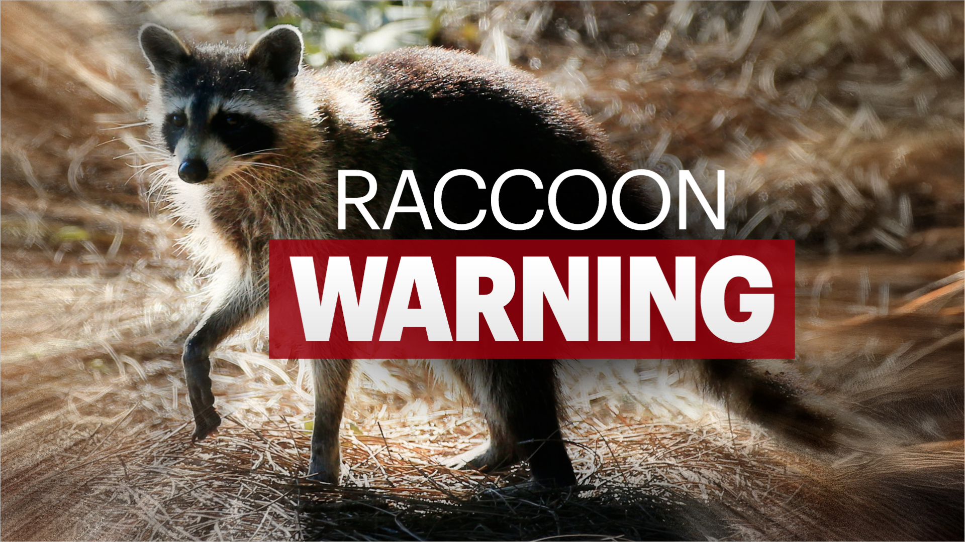 RaccoonWarning
