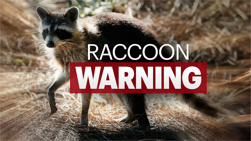 Story image: Public health alert issued following reports of raccoon biting 2 people in Westfield
