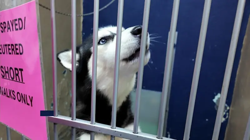 Story image: Eight dogs could be euthanized if not adopted by Sept. 9