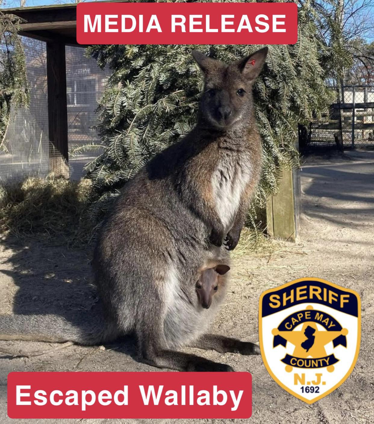 WALLABY.jpg