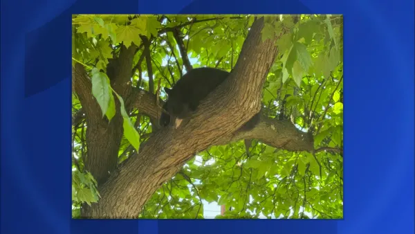 Bear on the loose in Spring Valley
