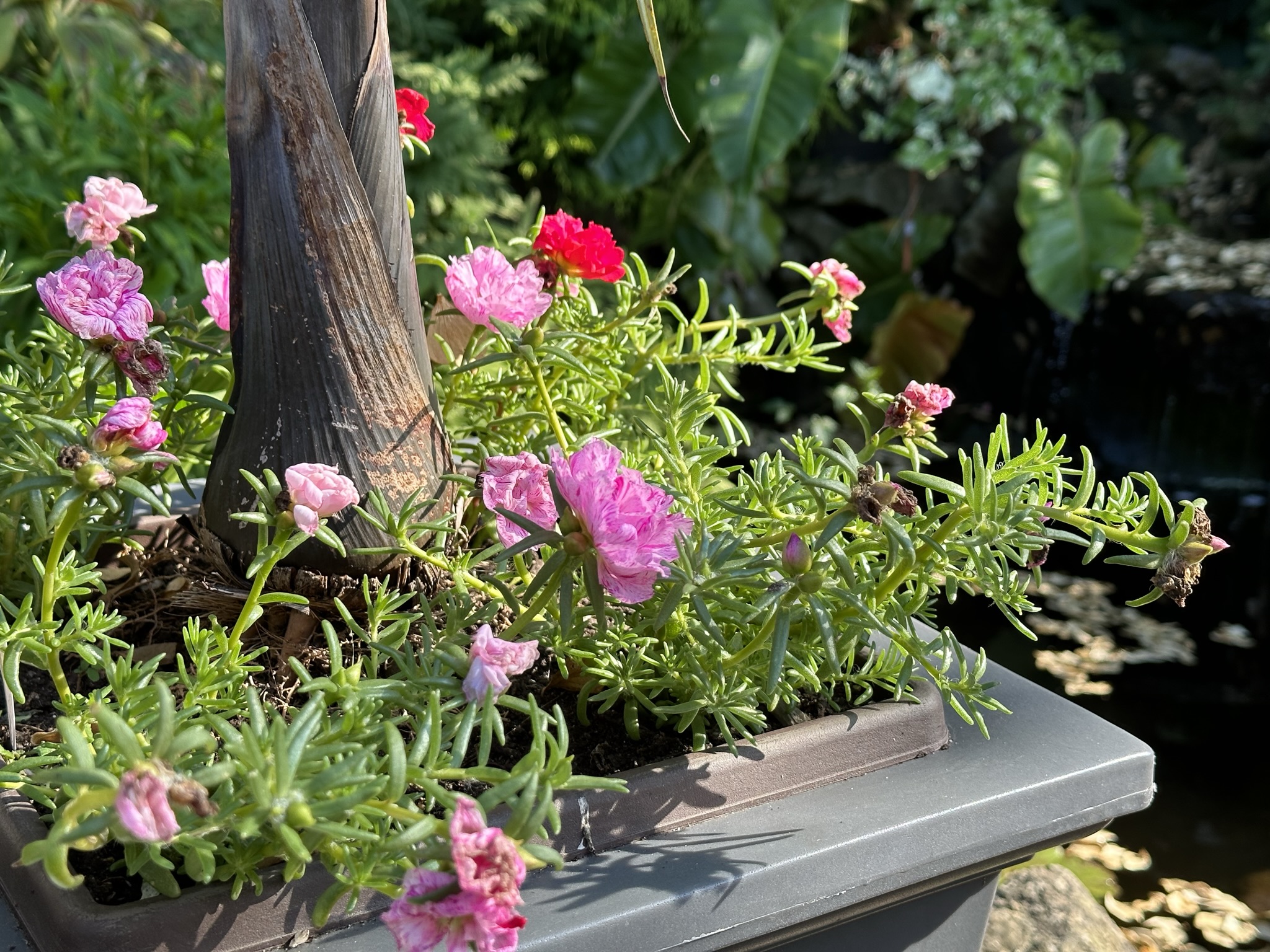 portulaca.JPEG