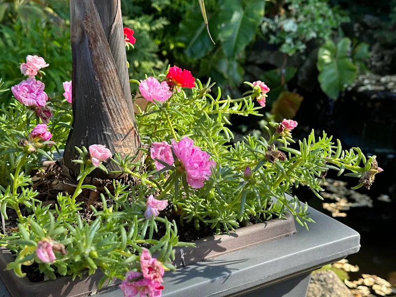 portulaca.JPEG