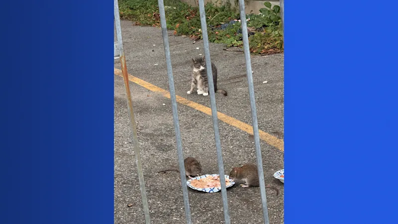 catrat2.jpg