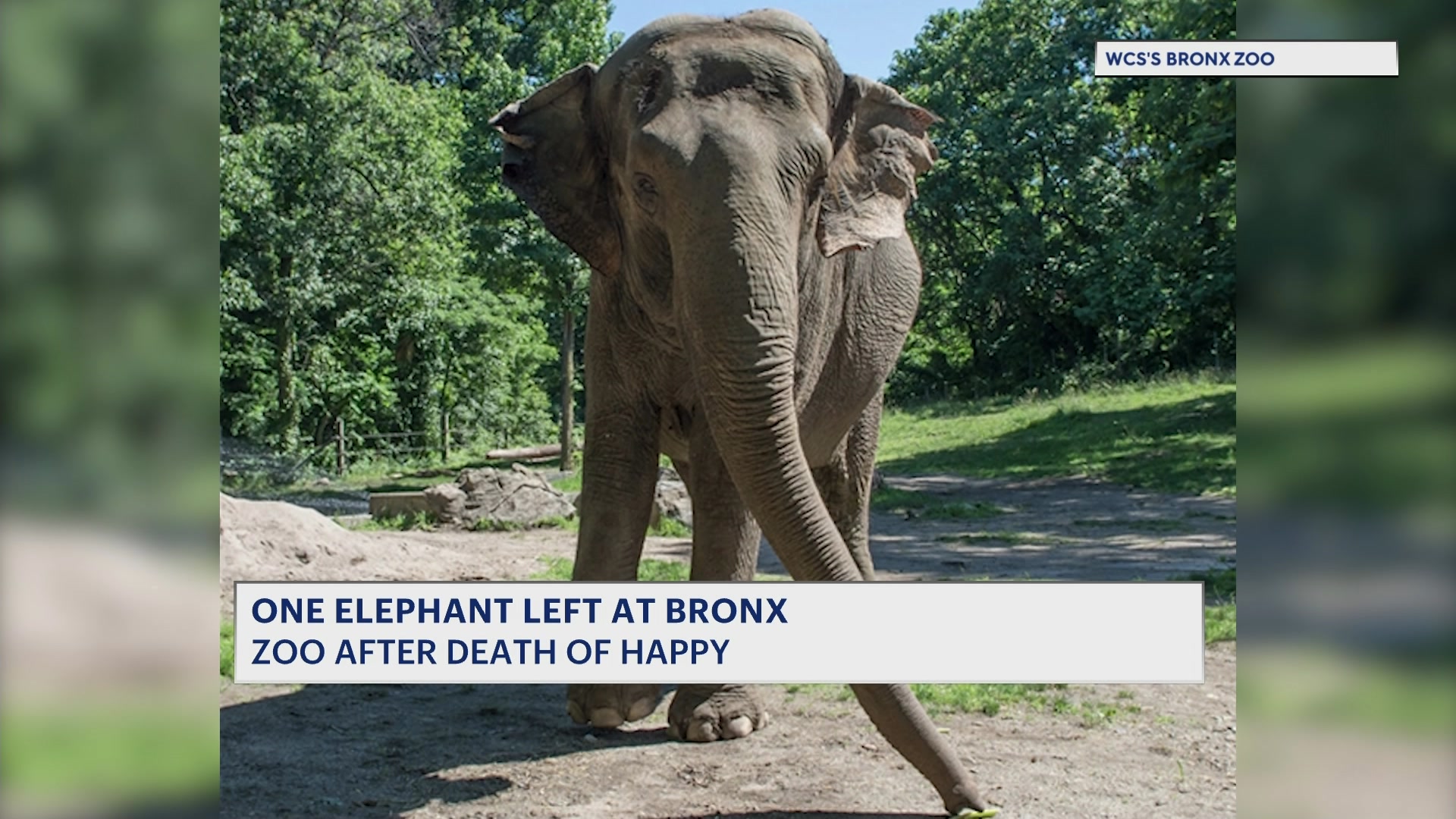 bxzooelephantfutureCM_2026-05-29-17-47-53