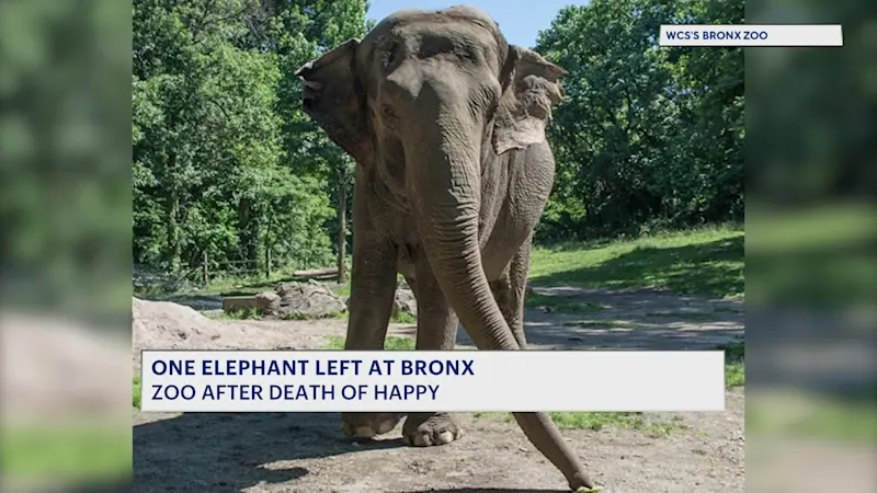 Story image: One elephant left at Bronx Zoo following death of another elephant named 'Happy'