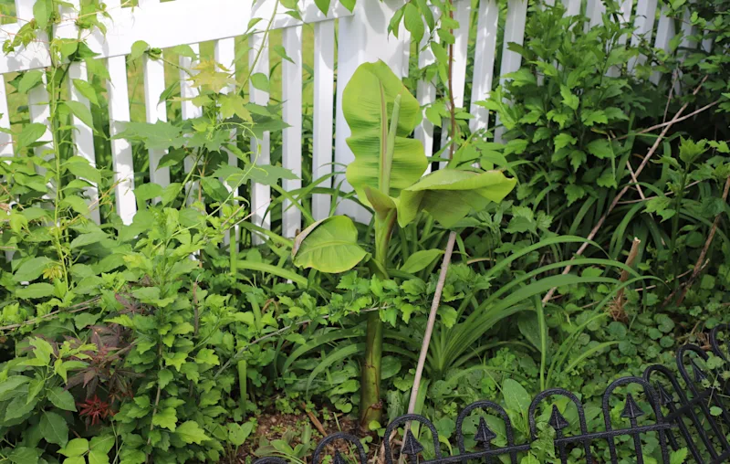 Musa Basjoo banana Sprouting.png