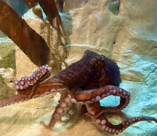 OCTOPUS