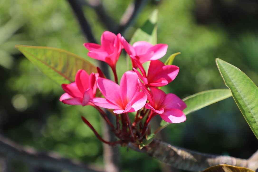 MY OLDEST PLUMERIA.jpeg