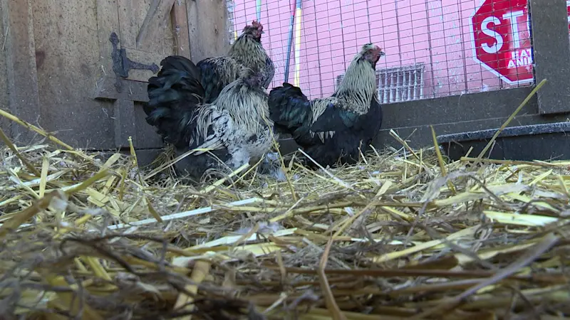 Story image: DA: Aquebogue man faces animal cruelty charges – for a second time