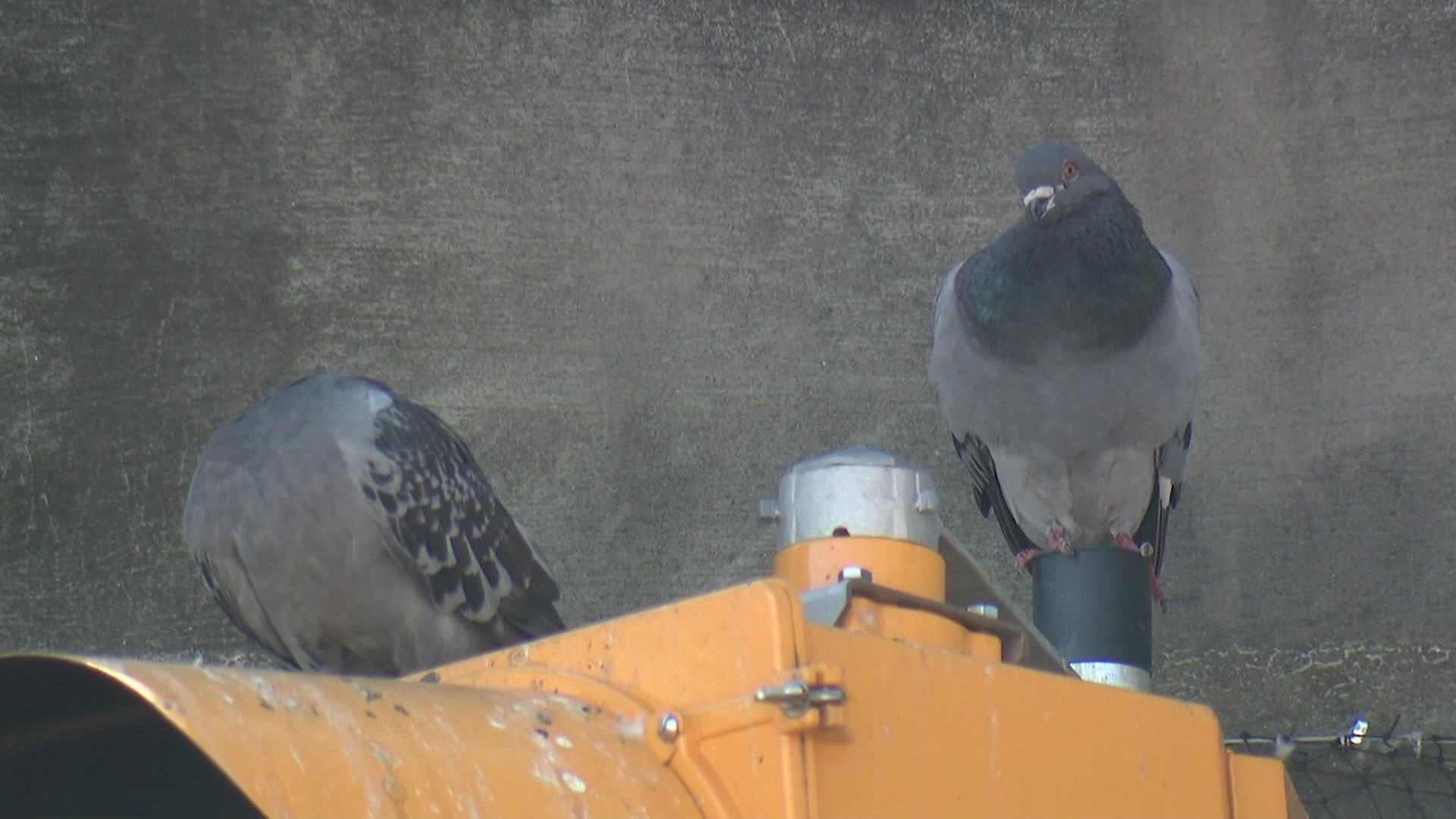Remaining pigeons trapped under Bayonne bridge have been removed