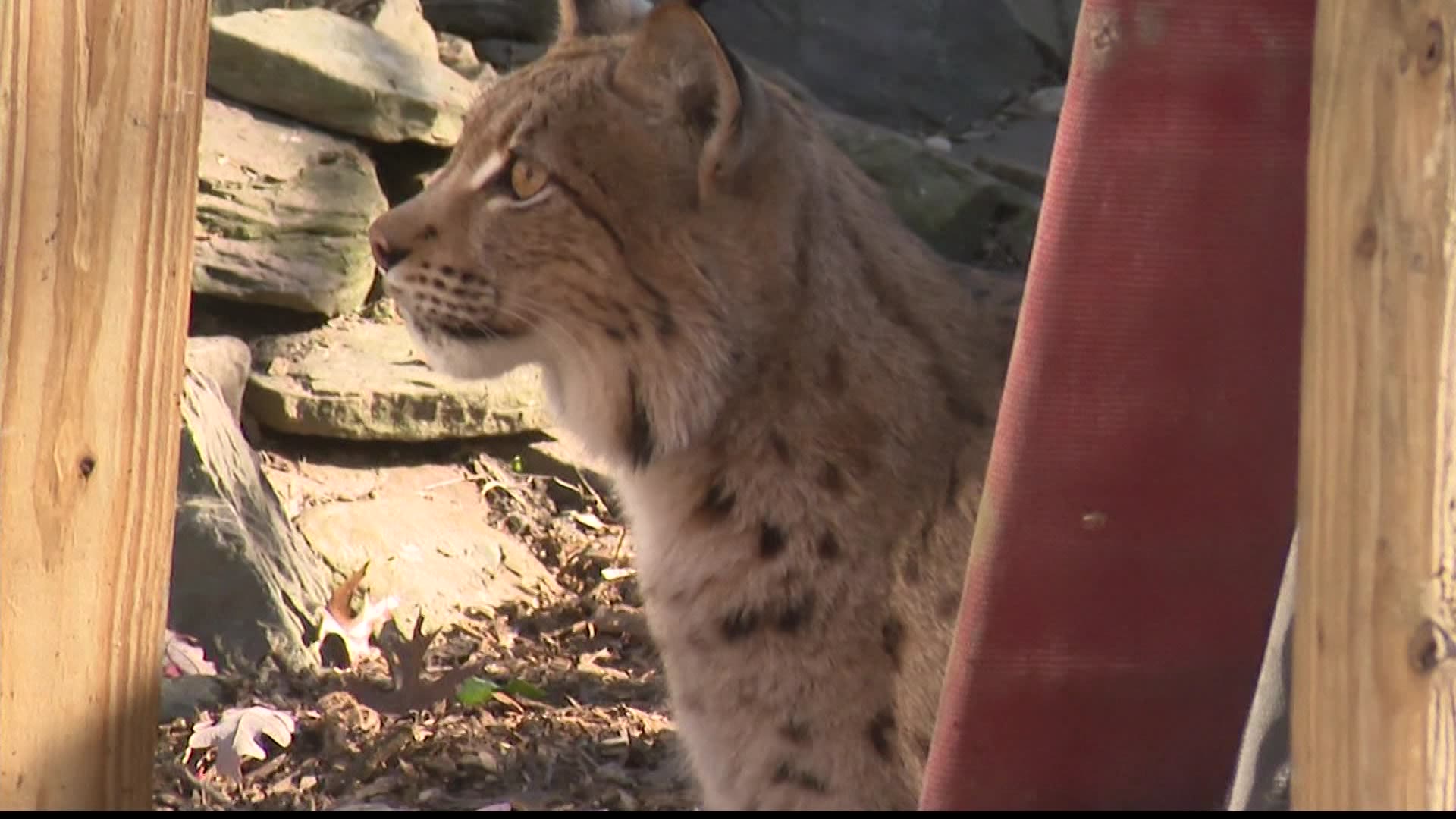 Lynx captured in Central Islip gets new home in Holtsville