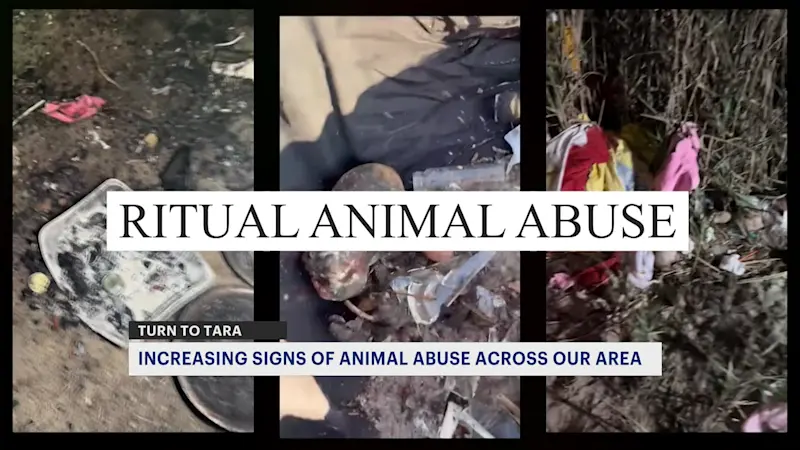 Story image: Rescuers alarmed by suspected ritual animal abuse across tri-state parks