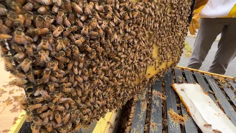 Story image: Made in Connecticut: Mike’s Beehive