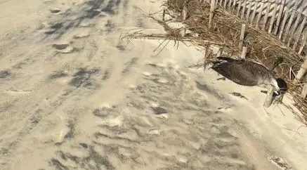 Story image: Dozens of dead birds recovered from banks of Shark River suspected of having bird flu