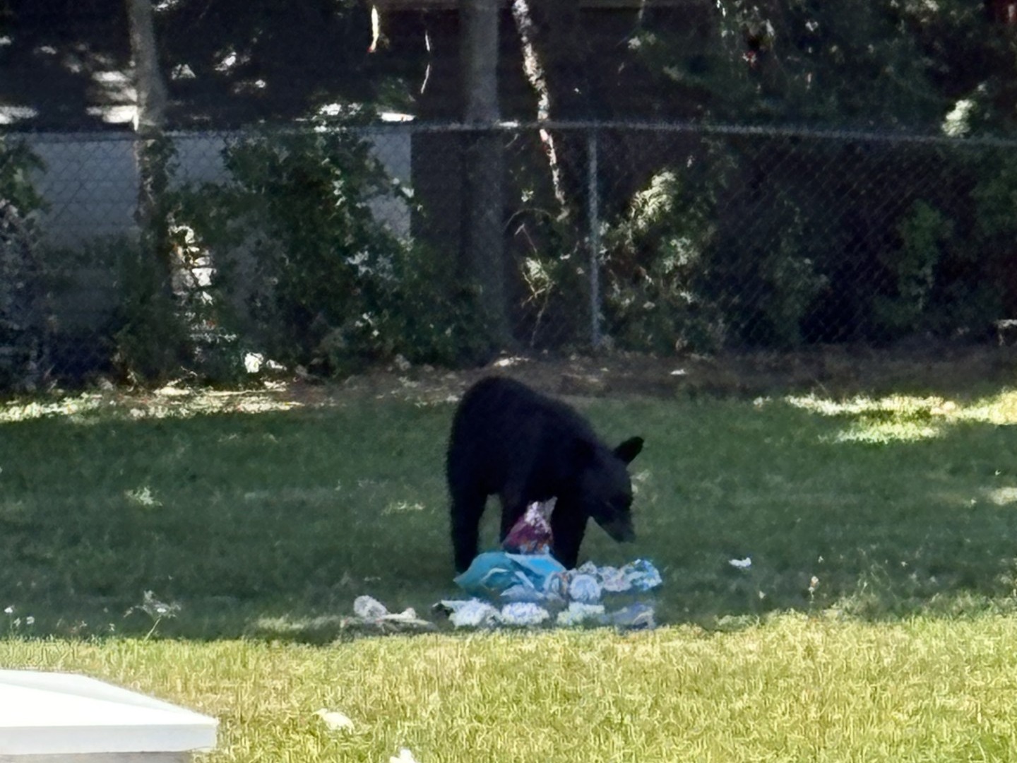 Black bear in Lyndhurst