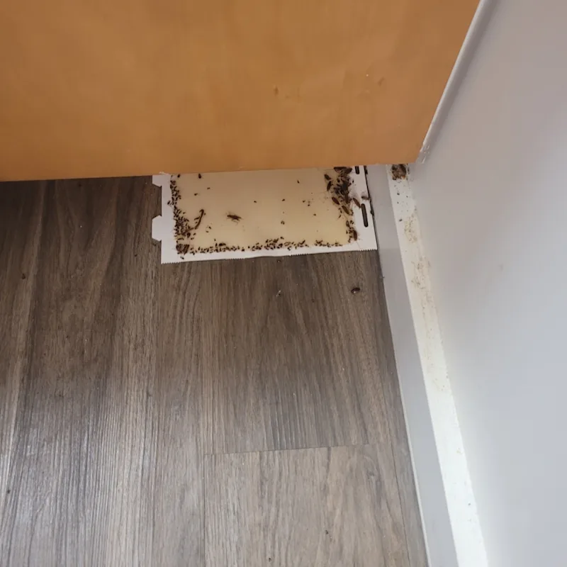 roaches5.jpg