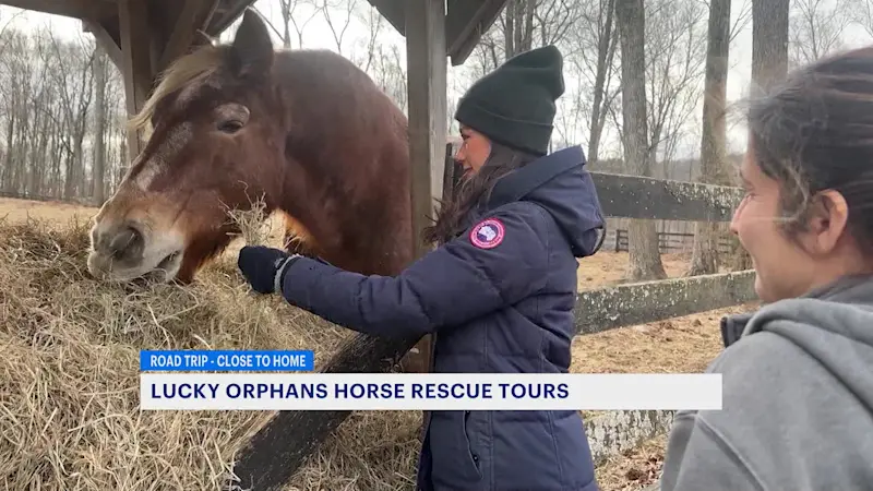 Story image: Visit a place where people help horses heal people - Lucky Orphans Horse Rescue in Dover Plains