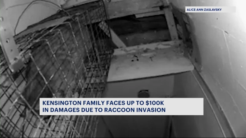 Story image: Kensington family endures 18-month raccoon nightmare