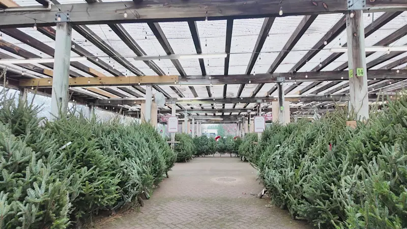 Story image: Balsam vs. fraser: Which Christmas tree is best for your home? 