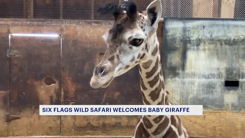 Story image: Great Adventure gets ready to introduce newest baby giraffe