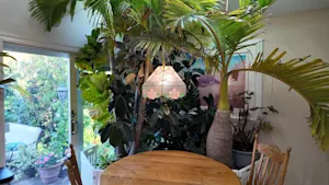 Garden Guide: How to bring your tropical outdoor plants inside for winter