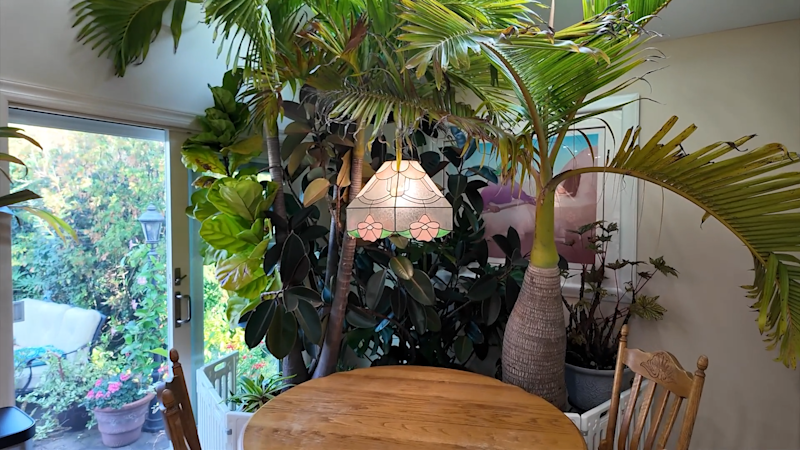 Story image: Garden Guide: How to bring your tropical outdoor plants inside for winter