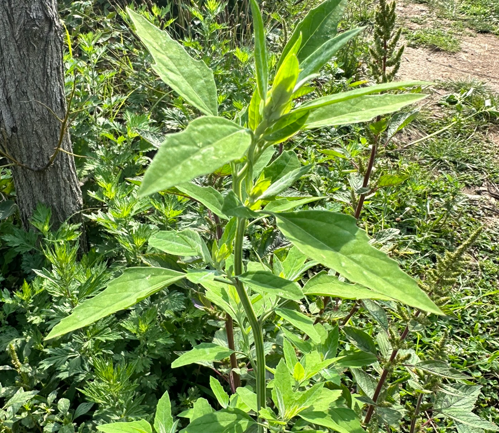 lambs quarters.PNG